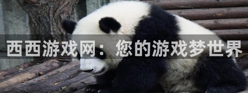 杏盛主管是谁：西西游戏网：您的游戏梦世界